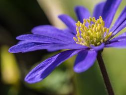 Flower Blue Garden