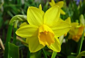 Nature Flower Narcissus