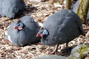 Guinea Fowl Nature Bird