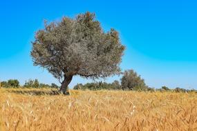 Nature Tree Landscape