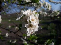Flower Nature Tree