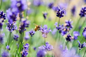Yellow bee on a blue flower