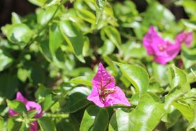 pink flowers by the foliage