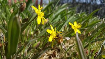 Nature Plant Flower