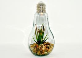 Light Bulb Plant Stones