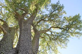 Tree Nature Pear