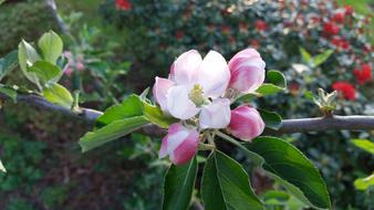 Apple Blossom Fruit Tree