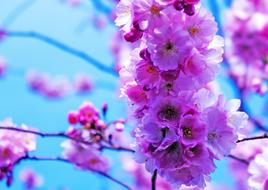 Flower Plant Nature