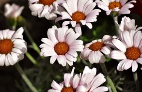 Flowers Daisies Plant