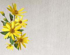 Greeting Card Flower Nature