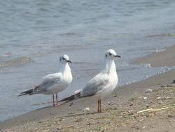 seagulls white sand beach
