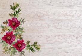 greeting card flower flora nature