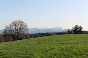 Landscape Nature Grass