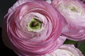 Ranunculus Blossom Bloom
