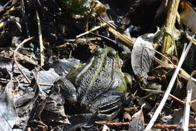 Nature Wood Environment