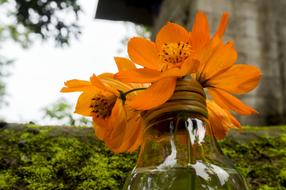 Flower Nature Plant