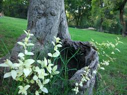 Nature Flower Plant