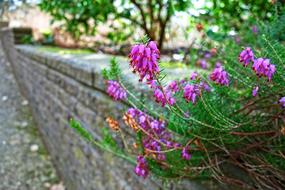 Erica Flower Plant