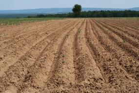 Arable Agriculture Field