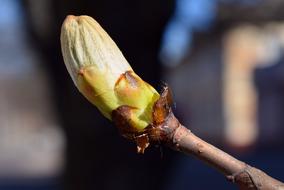 sprout on a branch
