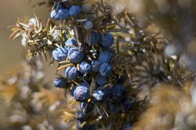 Juniper Berries Macro