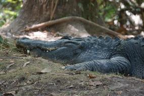 Nature Wildlife Danger