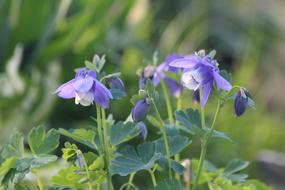 Aquilegia The Catchment Plant