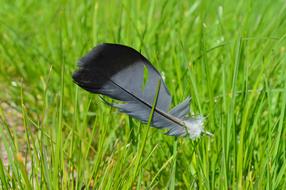 Wingtip Toys Grass Nature Green