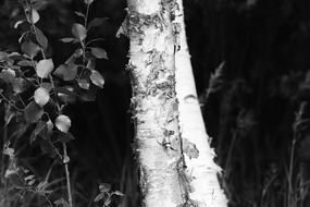 large white logs