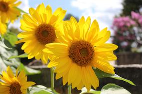 Sunflower Flower Yellow