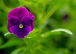 Flower Plant Blossom