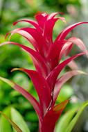 Flower Plant Blossom