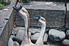 Nature Wildlife