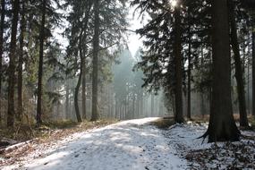 Forest Winter Snow