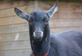 Goat Black White Field Young