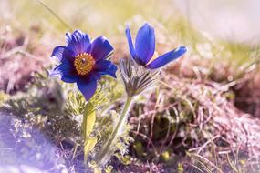 Anemone Blue