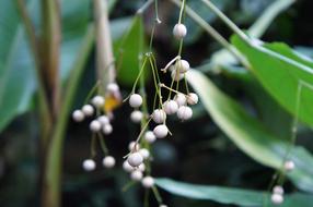 berries on a thin branch