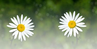 two white daisies in the grass
