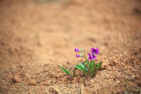 Nature Loneliness Plants