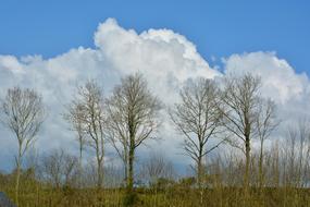Panoramic View On The Nature Tree