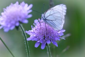 Butterfly White