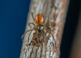 red-ass spider