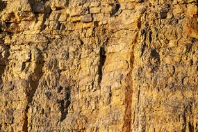 Background Rau Texture