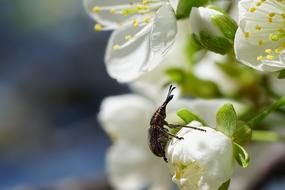Nature Plant Cherry Blossom