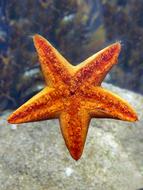 Starfish Echinoderm Nature