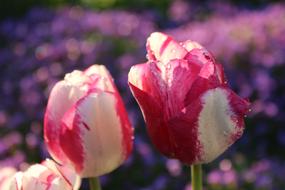 Flower Nature Plant