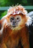 Monkey Lutung Javanese Javan