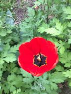 Plant Nature Flower