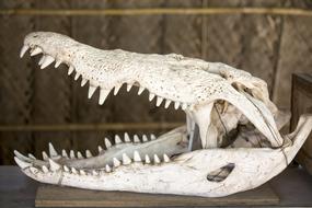 Crocodile Alligator Reptile