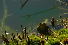 Waters Nature Toad